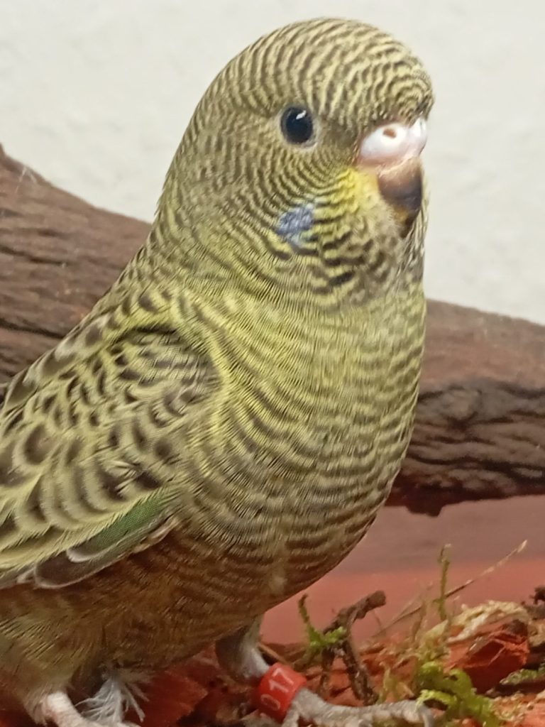 Wellensittiche-Bensheim.de